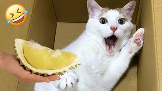 The funniest short video about DOGS and CATS 2024 🐶😸 | Cats and Dogs funny videos