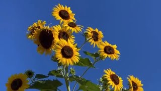 Sunflowers 🌻 @Myhomegarden-unlimited