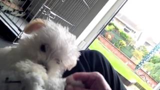 Hugo the Westiepoo puppy Headbanging to Status Quo Roadhouse Blues Live