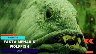 Fakta Menarik #wolffish #icalofish #ikanserigala #hewanunik #hewanviral