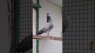 #pigeon #kabootar #kabootar