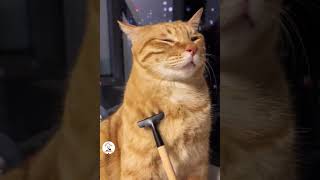 LOL Crazy Funny Cats Videos To Make Your Days Funny Cats Clips 😺🤣🤣 -EPS1180 #funnycatsvideos