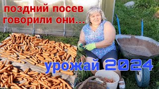 Огород без хлопот!!! Отличный урожай моркови за три месяца...