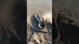 Conger eel fishing #shorts