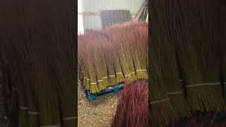 Storing fresh cut willow on our farm