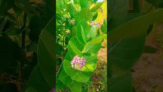 Gaint Calotrope اڪ جو ٻوٽو in the field of desert Thar #desertplants #plants