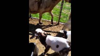 Adorable Baby Goats at North Georgia Zoo!