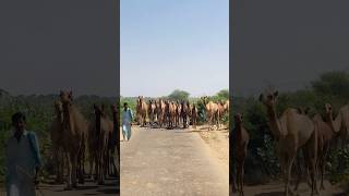 Ek hazar camels #shorts