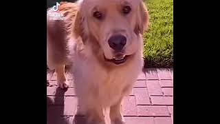 Golden retriever ignores touch of mans hand #shorts #memes