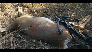 Big doe down with New Barrnett XP405 Crossbow.