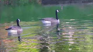 Naturbeobachtung Kanadagänse(Branta canadensis(L. 1758)) auf einem Stauweiher(Ewersbach)