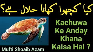 #EatingTurtle  Kya Kachuwa Khana Jaiz Hai? कछुआ खाना कैसा है? (کیا کچھوا حلال ہے )Mufti Shoaib Azam