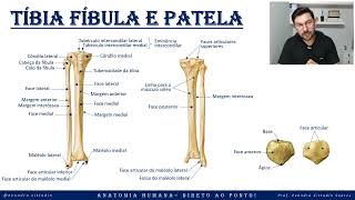 Tíbia, fíbula e patela - Esqueleto apendicular - Sistema esquelético - Anatomia direto ao ponto!