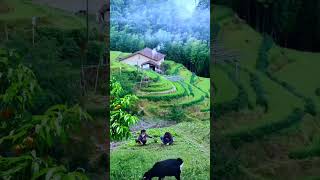 Desa yang indah, suasana sejuk alami#nature #village  #scenery