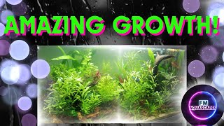 How to Trim and Maintain your Aquarium | Planted Community Aquarium | Aquascaping & Propagation Tips