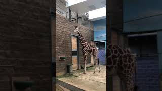 Giraffe eating