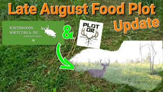 Late August Food Plot Update and Strategies