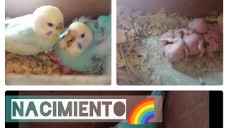 (Proyecto Arcoiris🌈) Parte 3 Nacimiento