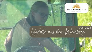 Update aus dem Weinberg - mit Elina Holzmüller aus Weingarten (Baden) im Juni 2021