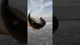 Окунь на мормышку. #рыбалка #fishing #icefishing #окунь #perch #россия #russia #зима #2023 #shorts