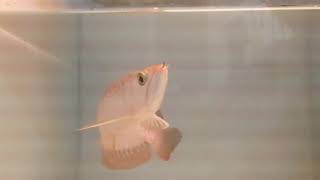 arowana fish for sale in india all over india delivery possible #shortvideo