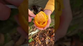 Bushcraft skills 🔥😳 #trending #mrbeast #trendingshorts #trend #shortvideo