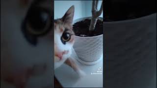 Красивая кошка.Beautiful cat#shorts