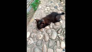 Anak kucing di depan pintu #anakkucingpersia #kucinghitam #kucingpersia #pecintakucing #kucinglucu