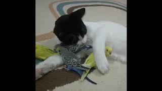 Cute Cat and Bird compilation