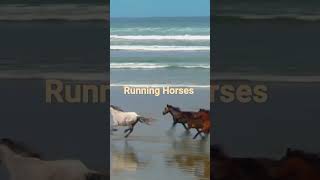 Horse free running. #world , #wildlife