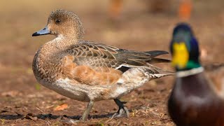 You Just Can't Keep This Wigeon Female Duck Down. She's Gonna Get Right Back Up [4K]