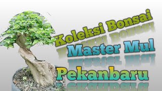 Mas Mul kolektor bonsai Pekanbaru