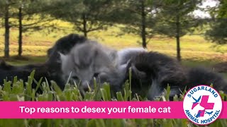 Top reasons to desex your female cat!