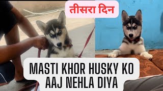 Aaj 3rd day,husky ko nehla diya.Jarman shaferd or husky ki jodi ban gayi.