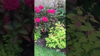 Young Himalayan Honeysuckle looks good next to the Hydrangea