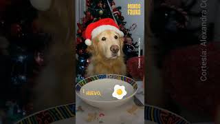 Prepara estas deliciosas galletas para celebrar la Nochebuena con tus mascotas...#MundoFauna