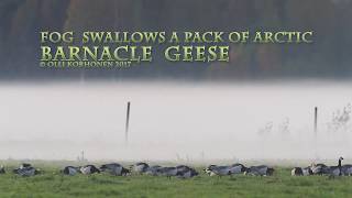 Fog Swallows a Flock of  Arctic Barnacle Geese - Bernaches Nonnettes Englouties par le Brouillard