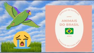 PAPAGAIO DE CARA ROXA | UM ANIMAL EM EXTINÇÃO