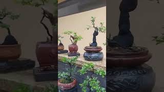 Hồng Cẩm Thạch Tứ Xuyên Bonsai LH 0377506569 #hongcamthach #bonsai #caycanh