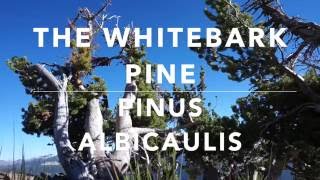 Whitebark Pines of the Sierra