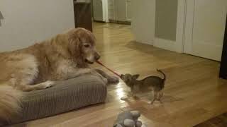 Teacup Chihuahua puppy vs Golden Retriever