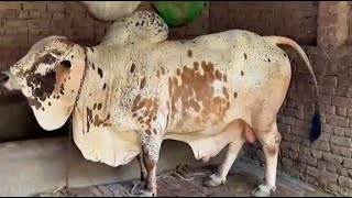 Aliyan Mughal Bhai Ke Heavy Weight Bulls For Qurbani 2022