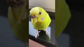 Bob comes close to camera almost to bite it :) #budgies #parrot #pets #close #cute