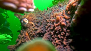 EPIC Encounter with a MASSIVE Pacific Octopus: Insane Tentacle Action and Mind-Blowing Camouflage!