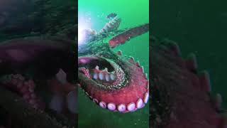 Diver finds Giant Pacific Octopus out of its Den #shorts