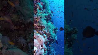 Little Brother Island Diving.  Red Sea, Egypt.