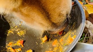 Golden retriever happy to finish the left-overs 🍝🍴