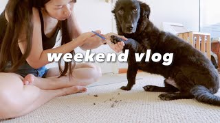 🌱🐶 Slow Weekend Vlog | park, sushi, doggy grooming