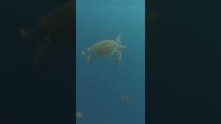 Magical ocean creatures #diving #travel #nature #viral #video #galapagos #ocean #music #billieeilish