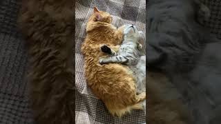 🐈🌹❤️Здоровая кошачья жизнь 🐈🌷❤️